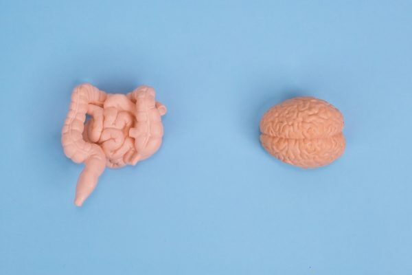 gut-brain connection