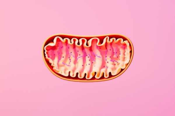 how to i improve my mitochondrial function