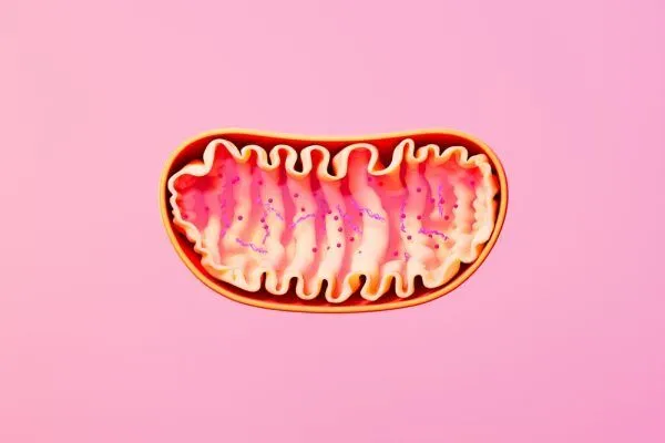 how to i improve my mitochondrial function
