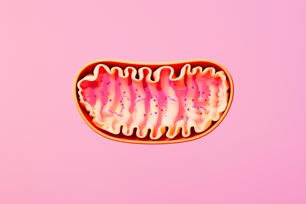 how to i improve my mitochondrial function