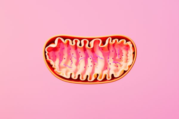 how to i improve my mitochondrial function
